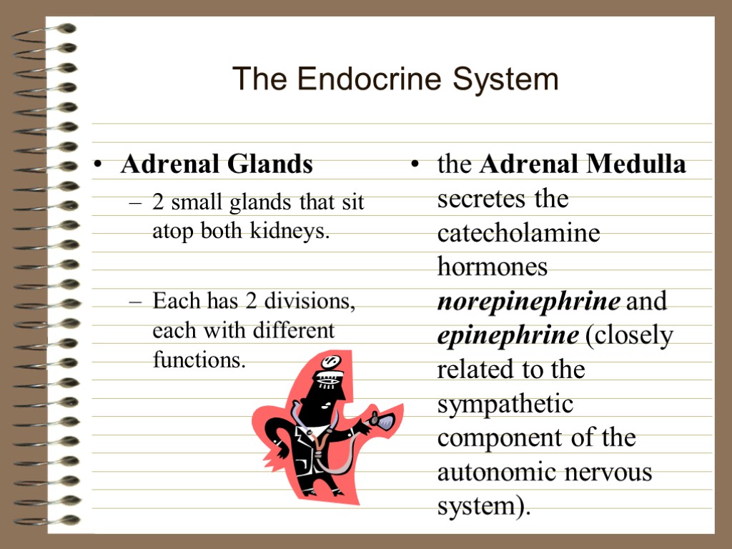 The Endocrine System Adrenal Glands 2 small glands that sit atop both kidneys. Each